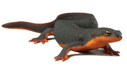 BP1111DESTRipW Suzio Newt 06211153-445x260 31568 BP1111DESTRipW_suzio_newt_06211153-445x260