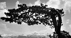 Ansel Jeffrey Pine Tree 445x260 32148 Ansel Jeffrey Pine Tree 445x260