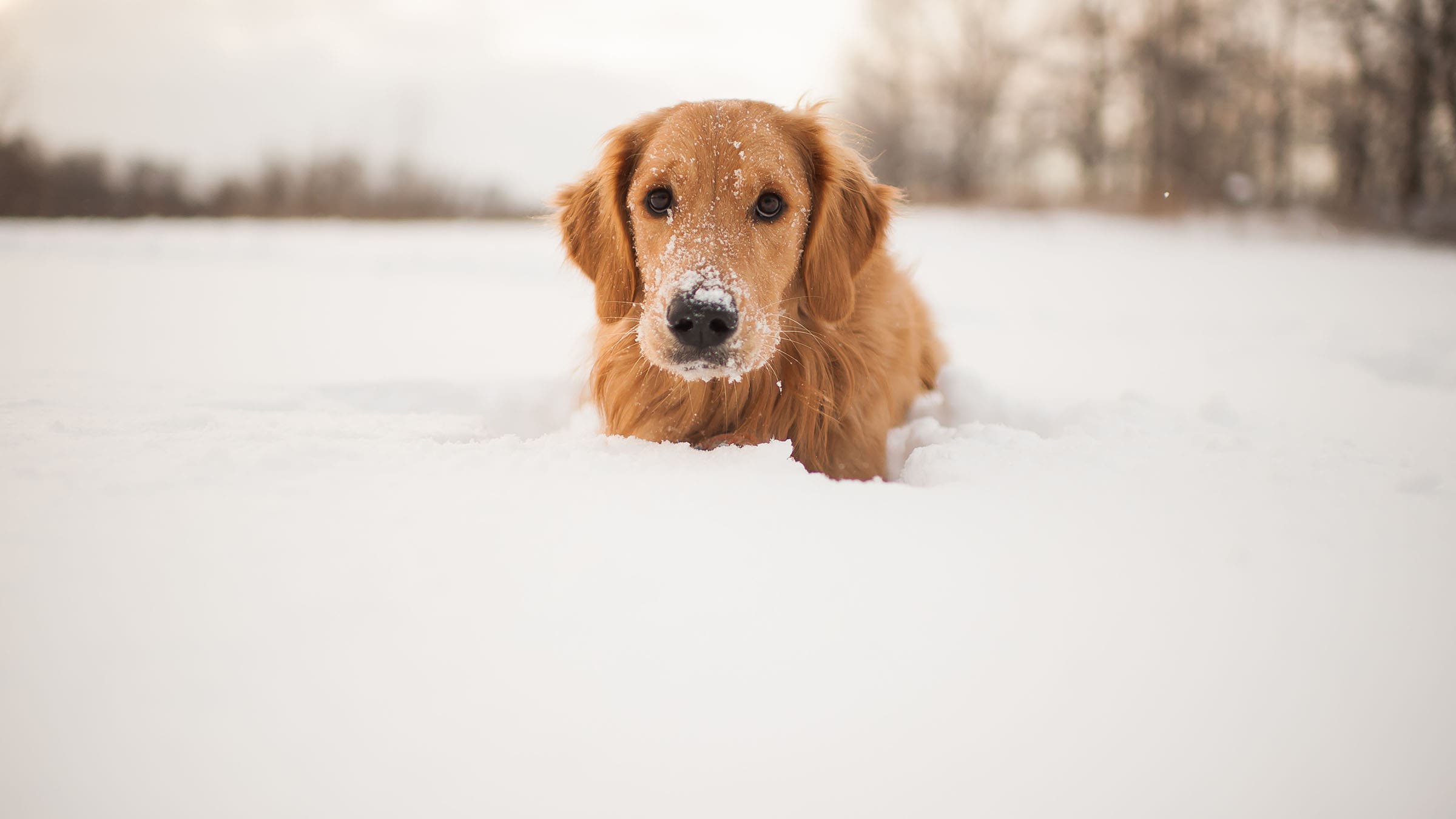 dog in deep snow