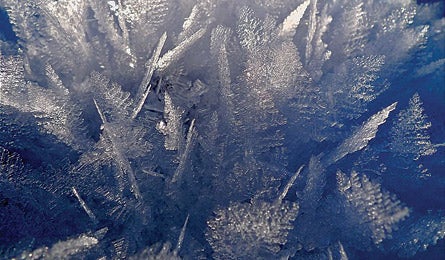 "SurfaceHoar1010098_445x260.jpg"