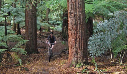 Mountain biking in Whakarewarewa Forest, North Island (Katie Herrell)