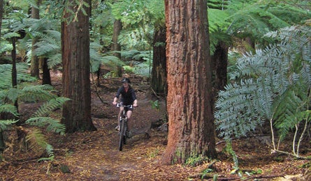 BP0312NZ Herrell Rotorua MTB 1144 Bjk 445x260 32373 Mountain biking in Whakarewarewa Forest, North Island (Katie Herrell)