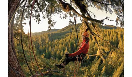 "View from 250-feet high in a tree"