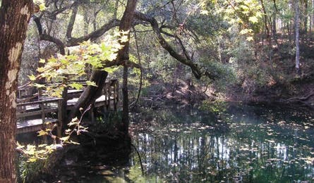 445x260 Elischelin-leonsinksloop 33018 Leon Sinks Loop, FL (Photo by Eli Schelin)