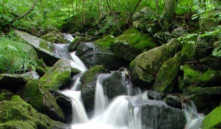 TRIPE Chow BromleyBrook 445x260.jpg 37486 TRIPE_Chow_BromleyBrook_445x260.jpg