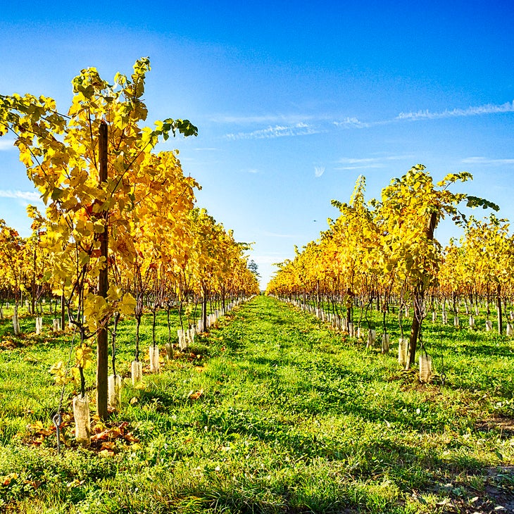 autumn vineyard None