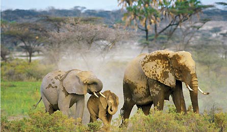 "Sept12_age-elephantsVPM_445x260"