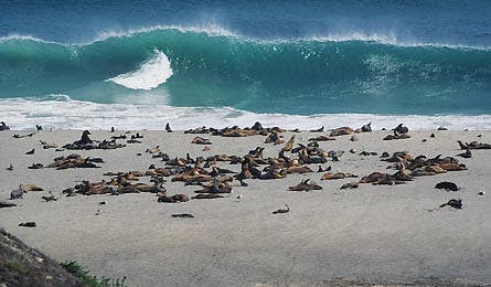 Sept12_TM_Graham_seals_445x260