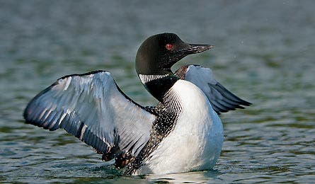 Sept12 Leeson Loon 445x260 38379 Sept12_Leeson_Loon_445x260