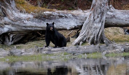 Bear 445x260 76324 Predators, like bears, leave signs of their presence. (John Jaques)