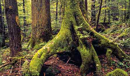 NOV12SMOKE_Rezendes_Moss_445X260