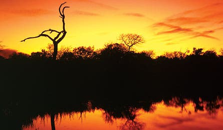 NOVTRIPC FF Parent Enchanted 44X260 76455 NOVTRIPC_FF_Parent_Enchanted_44X260