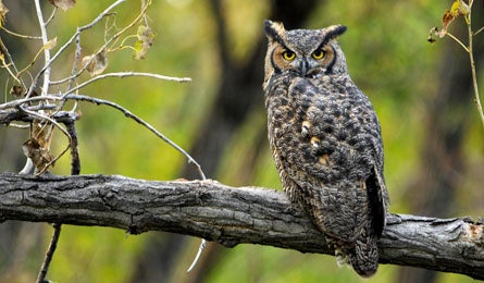 Owl 445x260 76325 Watch birds for signs of changing conditions. (Greg McCrimmon)