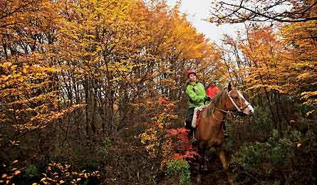 JAN13CHILE JBadura Horse JB35410 445x260 76765 JAN13CHILE_JBadura_horse_JB35410_445x260