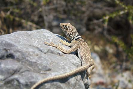 5Chelise 9984 445x297 76894 5Chelise_9984_445x297