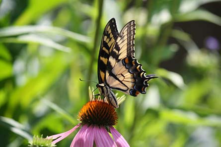 8butterflyphoto4 445x297 76899 8butterflyphoto4_445x297