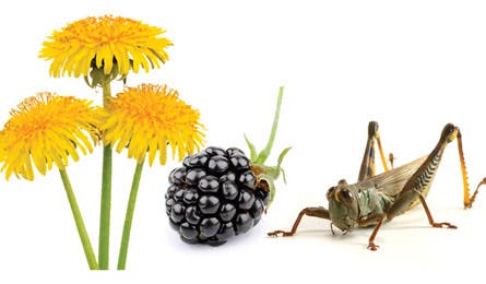 What's safe to eat in the backcountry?