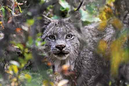 BP0313RC_Woodmansee_Lynx_445x296 None