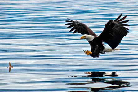 6contest 445x297.jpg 79603 6contest_445x297.jpg