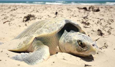 BP0513TRIPC TM NPS SeaTurtle 445x260.jpg 79865 BP0513TRIPC_TM_NPS_SeaTurtle_445x260.jpg