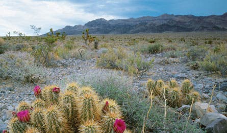 BP0513TRIPW_FF_Calleart_445x260