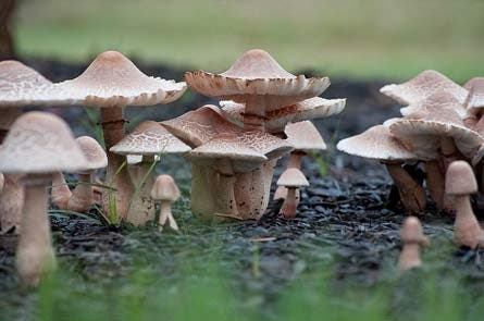 8contest Humble-Beauties 445.jpg 80096 8contest_Humble-Beauties_445.jpg