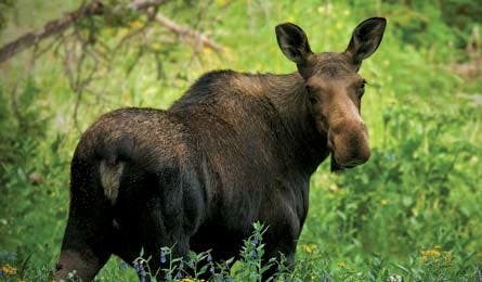 BP0813 Roane Moose 445x260.jpg 80662 BP0813_Roane_Moose_445x260.jpg