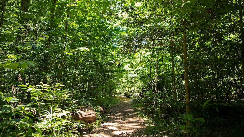Hiking Pathway in Congaree National Park in United States, South Carolina