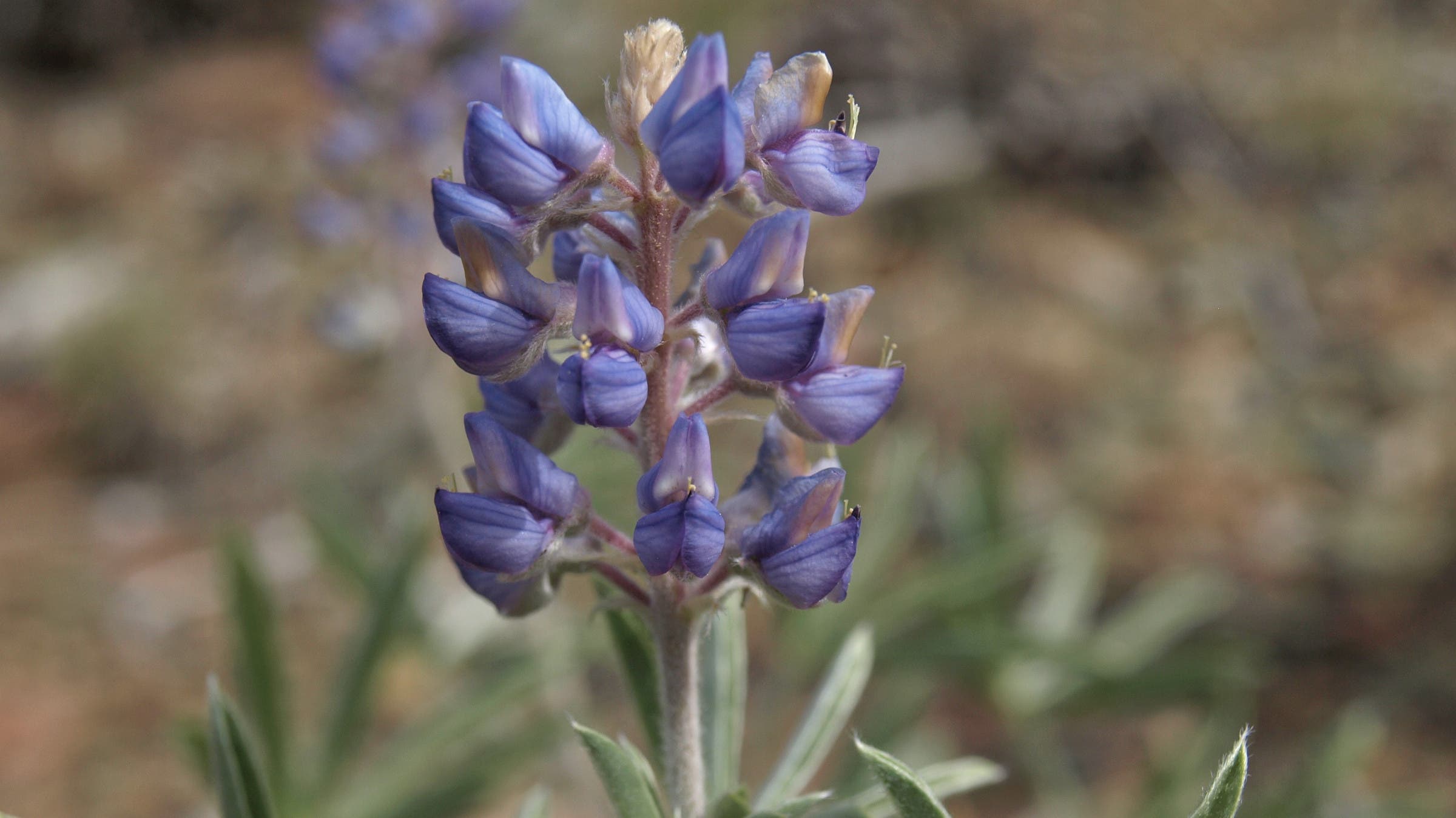 Palmer Lupine