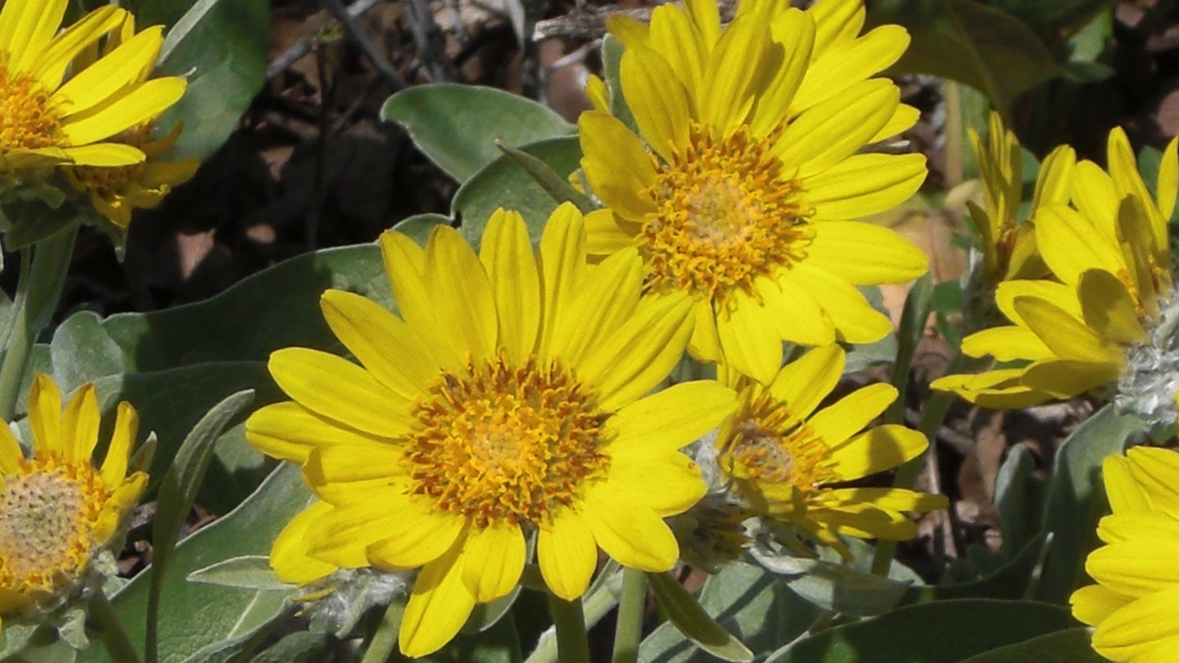 arrowleaf balsamroot wildflower