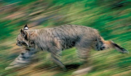 BP0813 C FF Leeson Bobcat 445x260.jpg 80602 BP0813_C_FF_Leeson_Bobcat_445x260.jpg