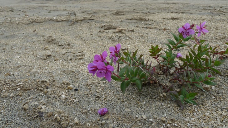dwarf fireweed