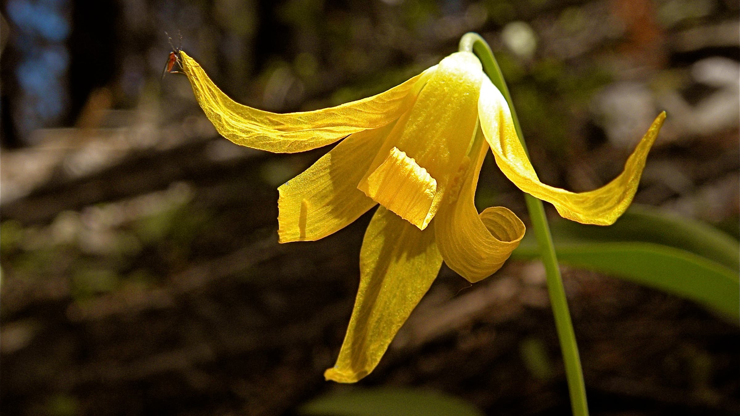 glacier lily wildflower
