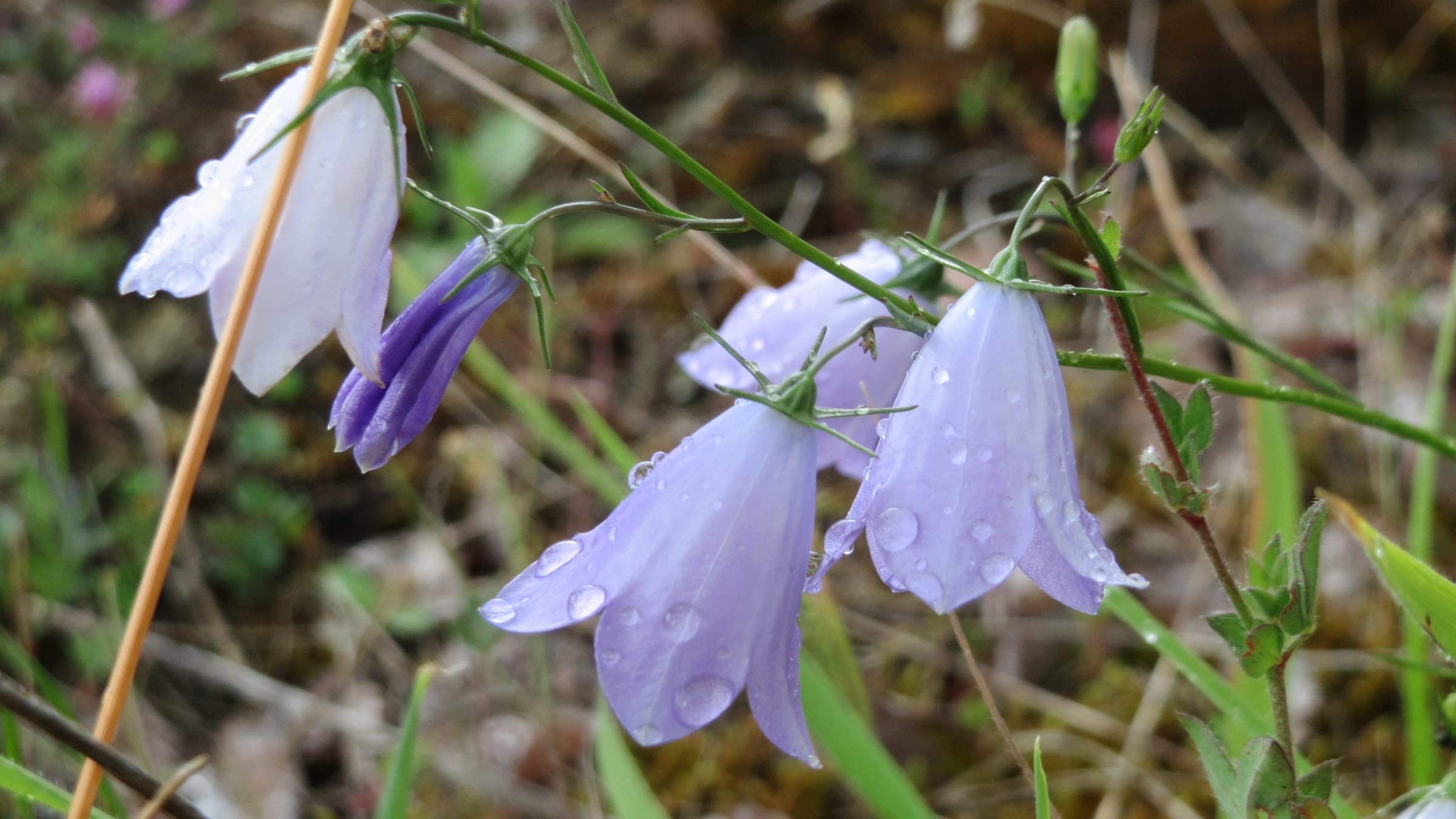 harebell wildflower