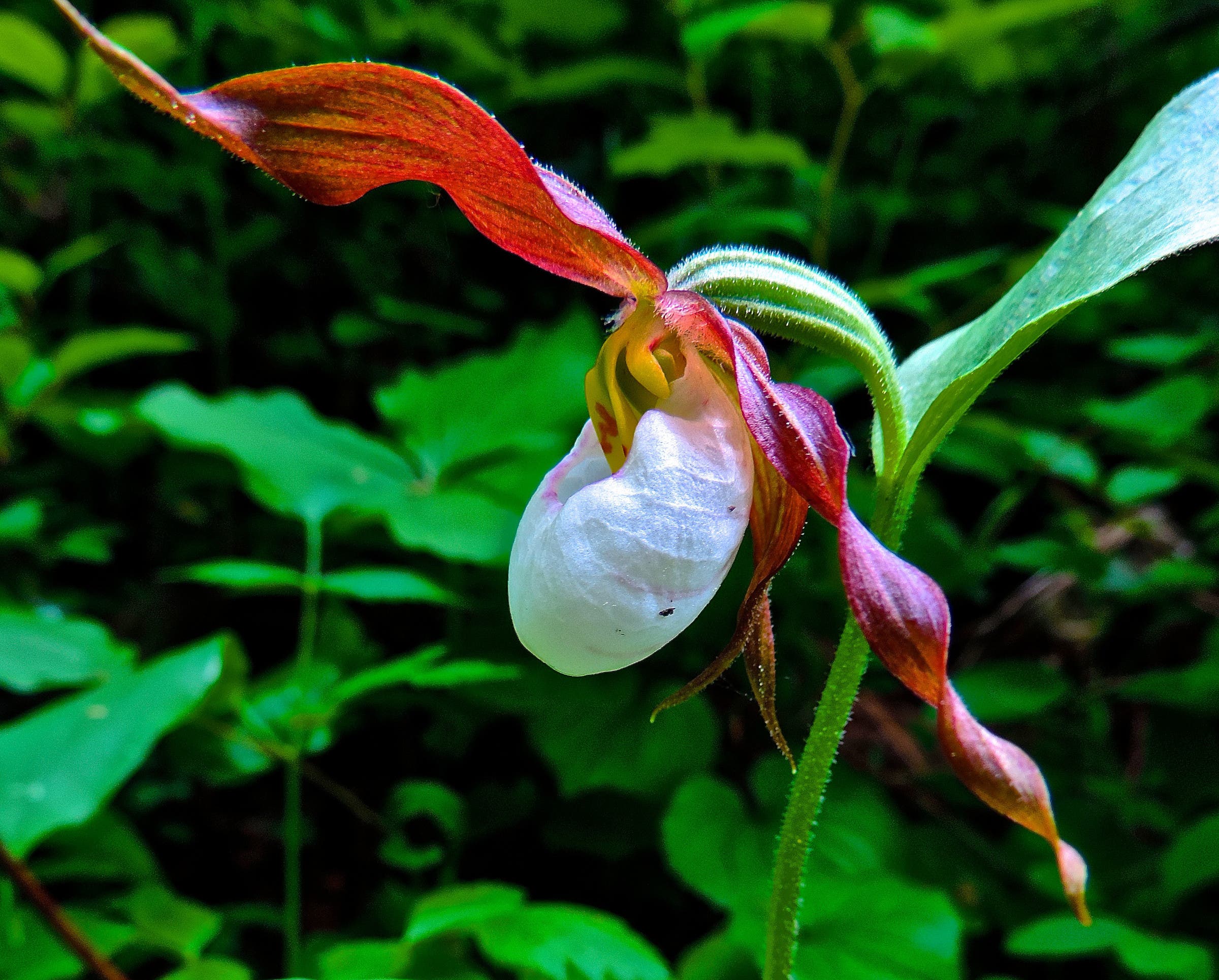 mountain lady's slipper