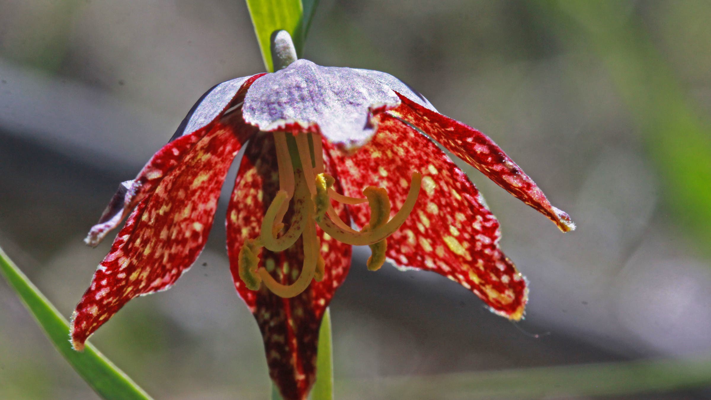 leopard lily wildflower