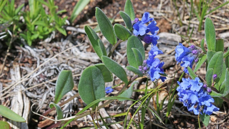 mountain bluebell wildflower