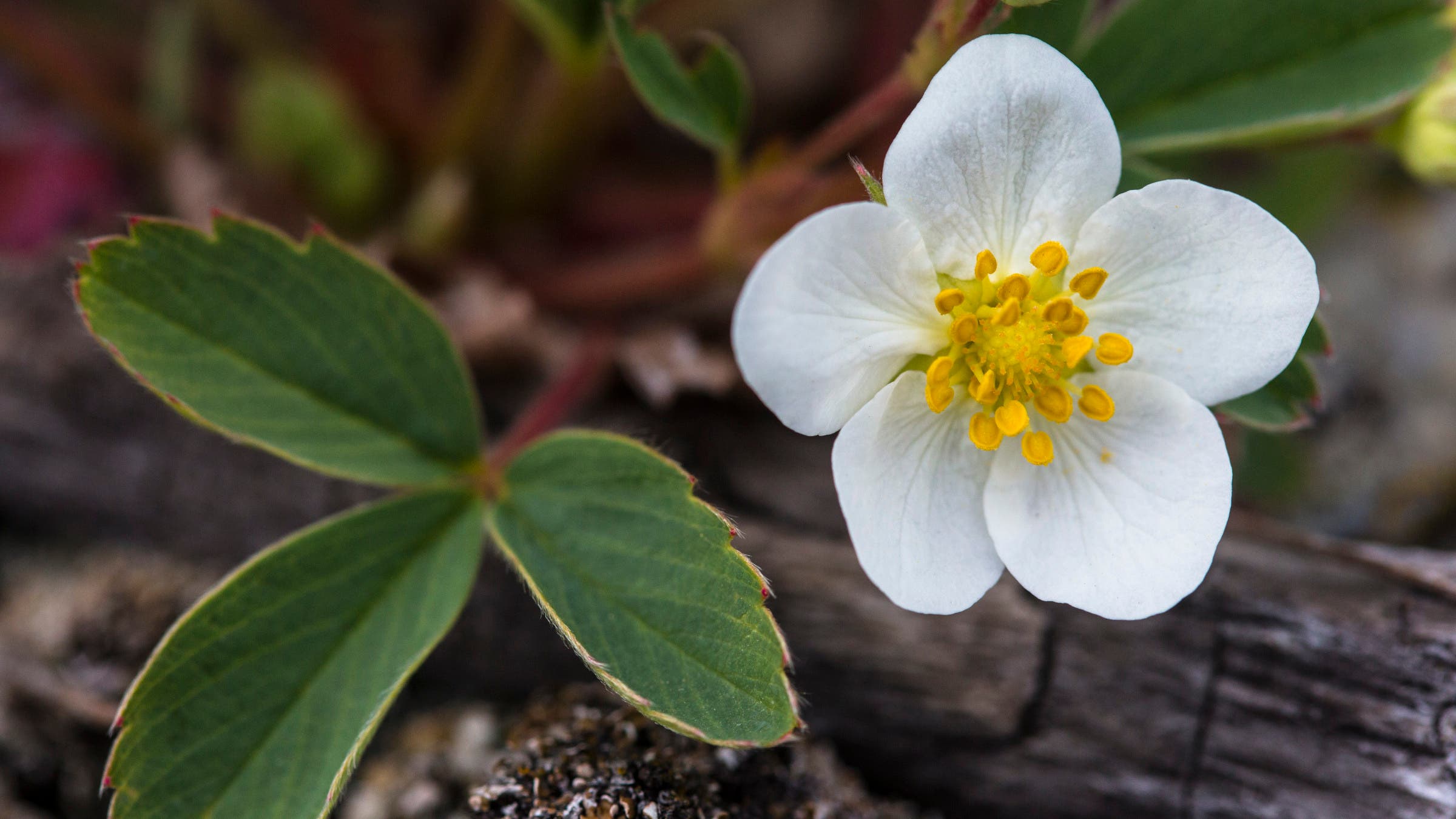 Wild strawberry wildflower