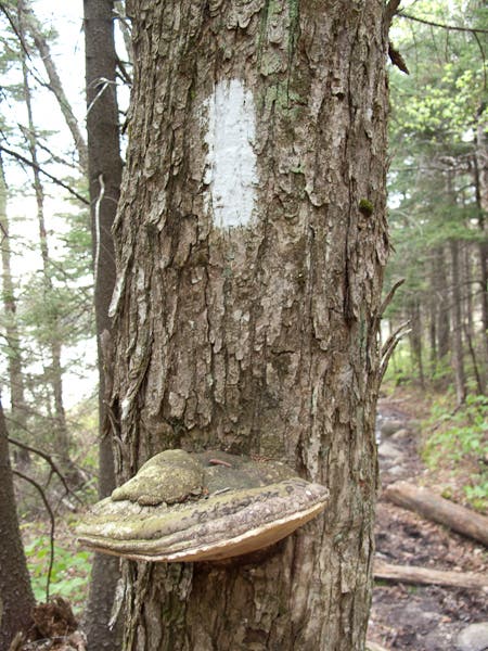 200905_longtrail0108.jpg None