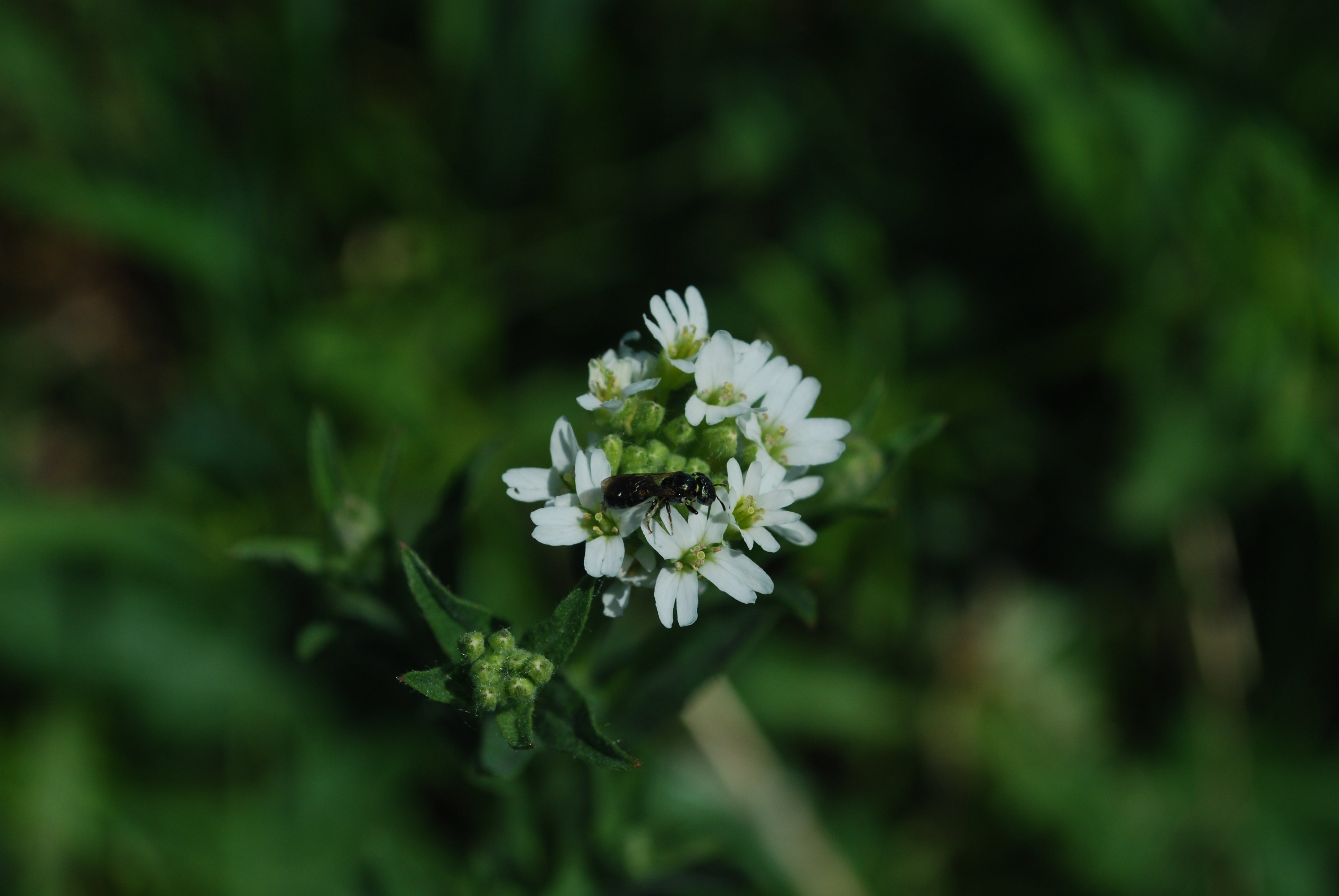 "Kettle Moraine Low Prairie"