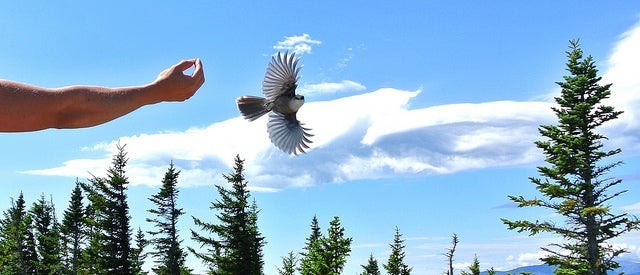 "Bird Speckled Mountain"