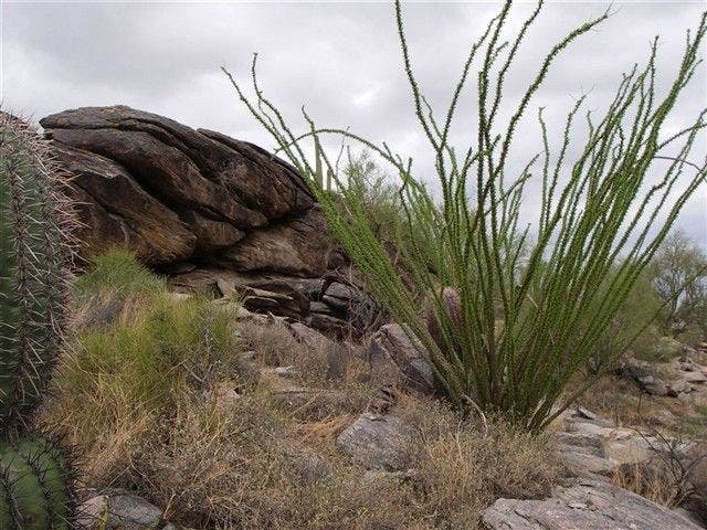 A Blooming Ocotillo None