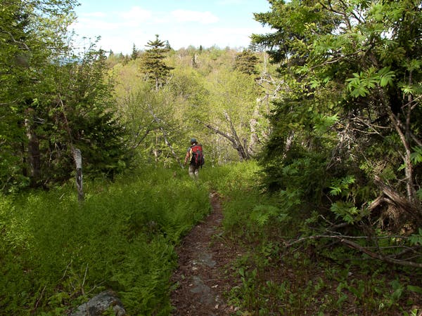 A Fern Path on the LT None