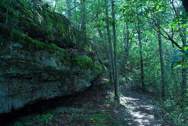A Green Alley None