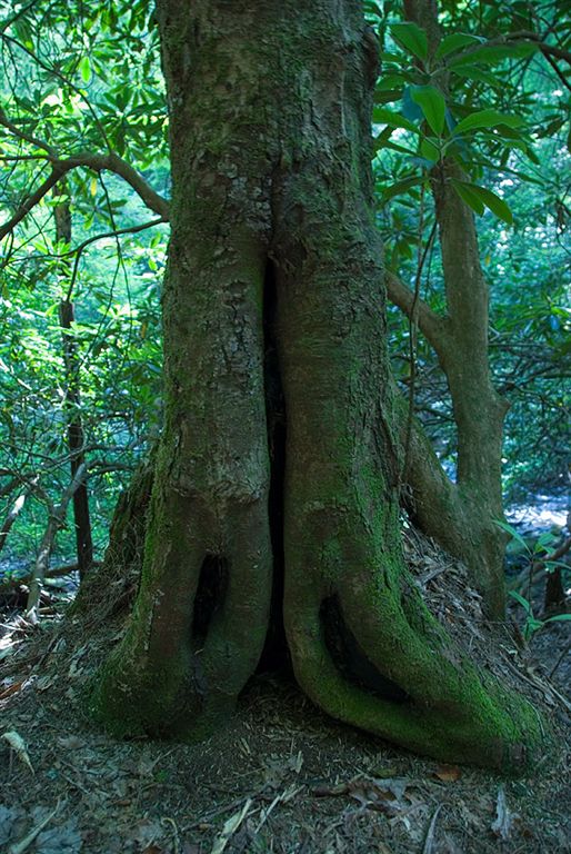 A head-scratching root system None
