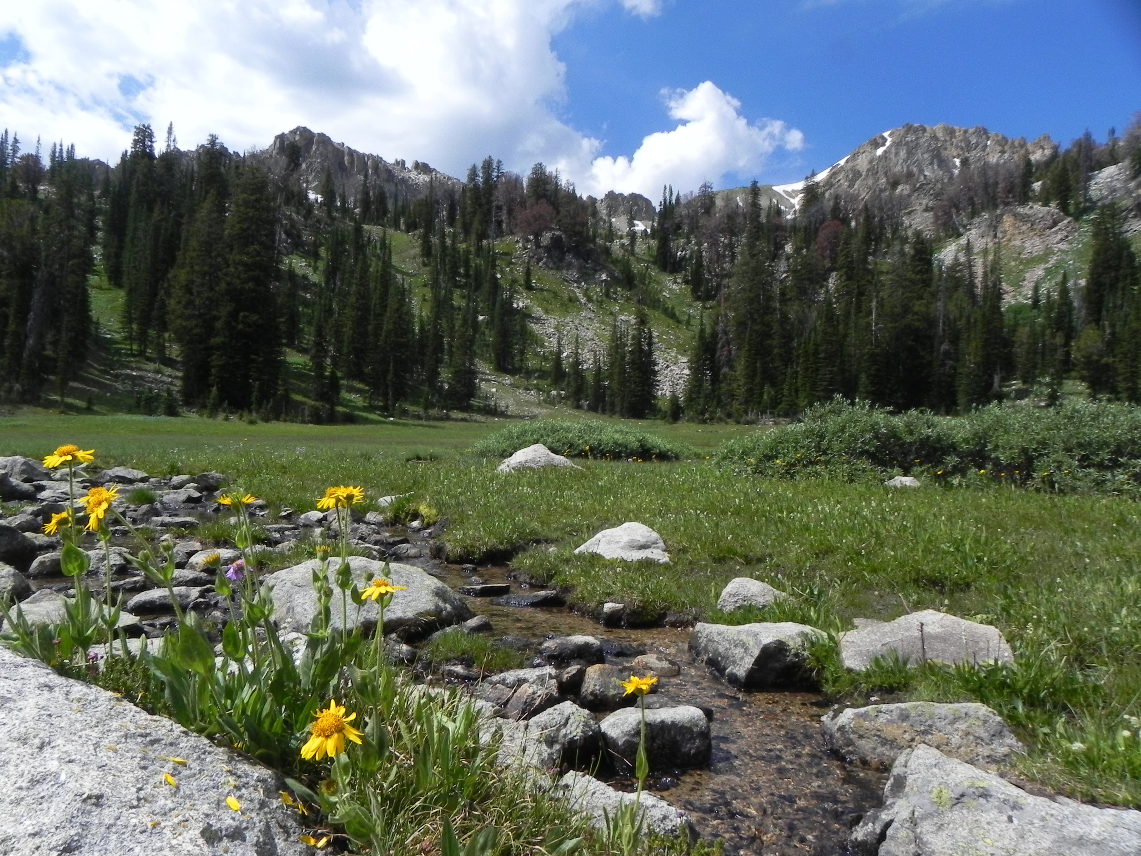 A meadow in the Shoal Creek Drainage None