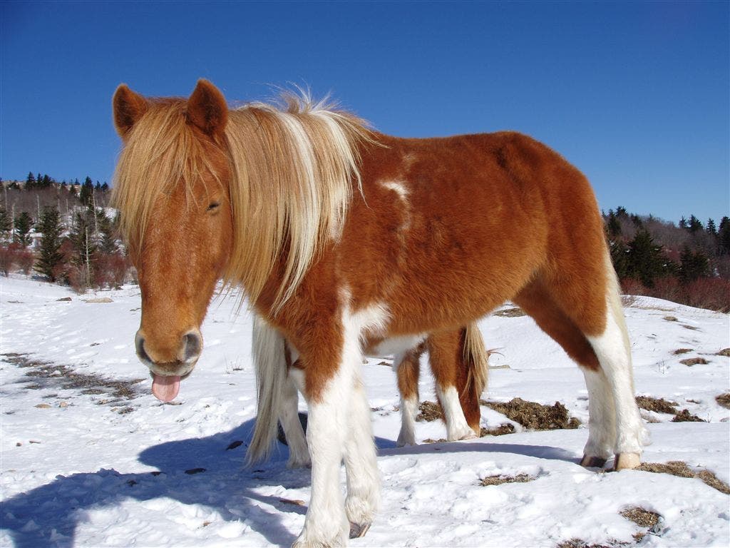 A pony waits for hand-outs None