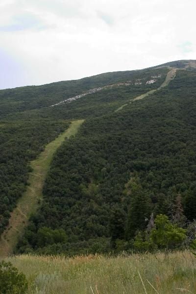 A ribbon of green None