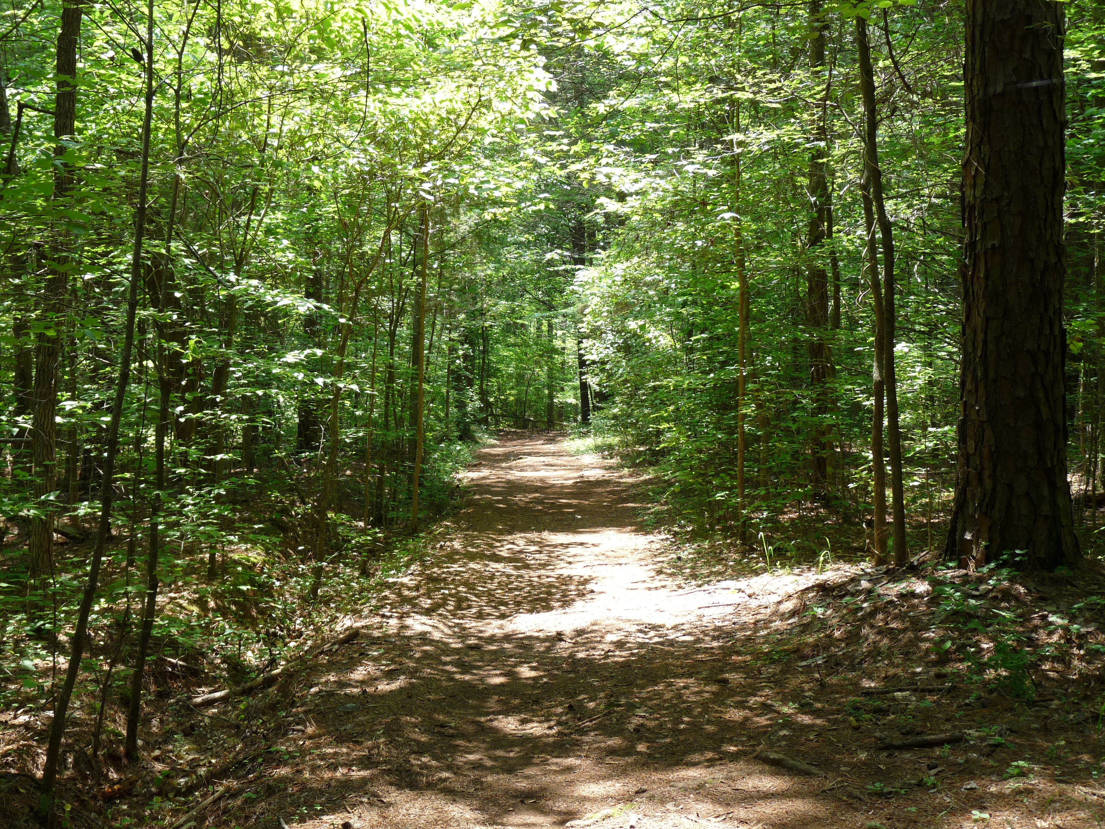 A wide portion of trail None