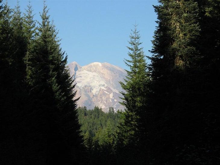 Adams through the pines None
